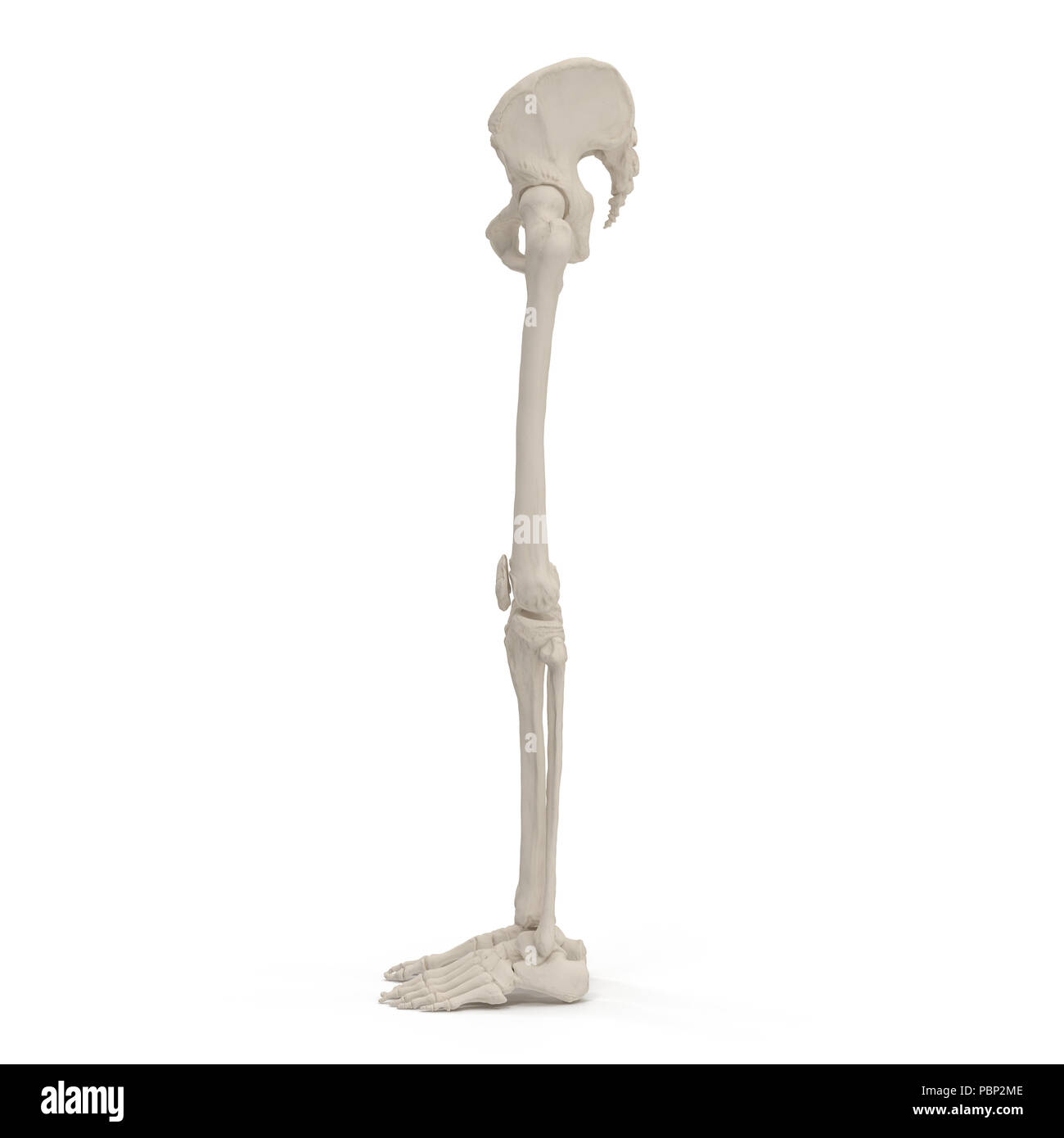 Femmina corpo inferiore scheletro sul bianco. Vista laterale. 3D illustrazione Foto Stock