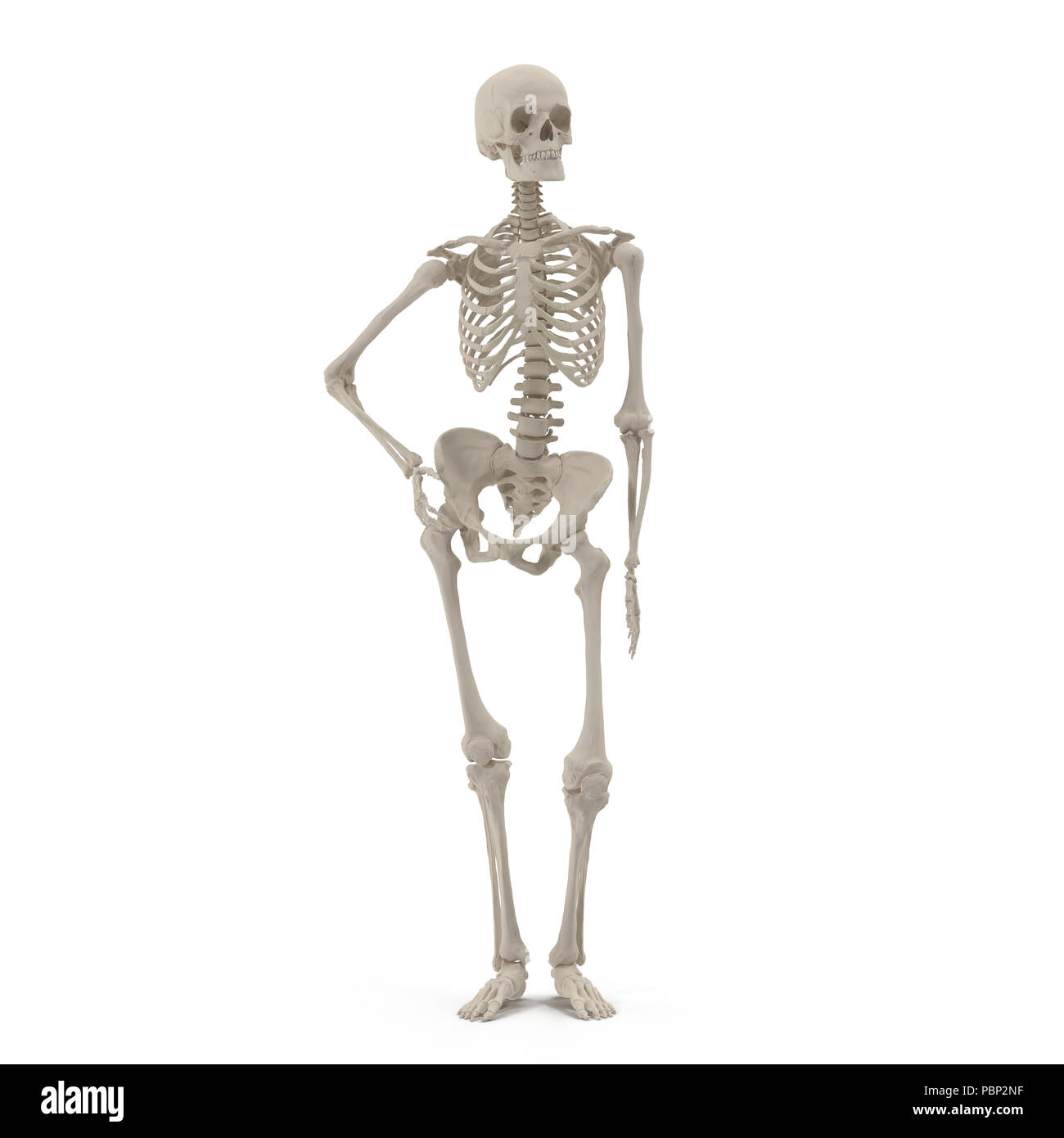 Femmina umana scheletro pongono permanente su bianco. Vista frontale. 3D  illustrazione Foto stock - Alamy