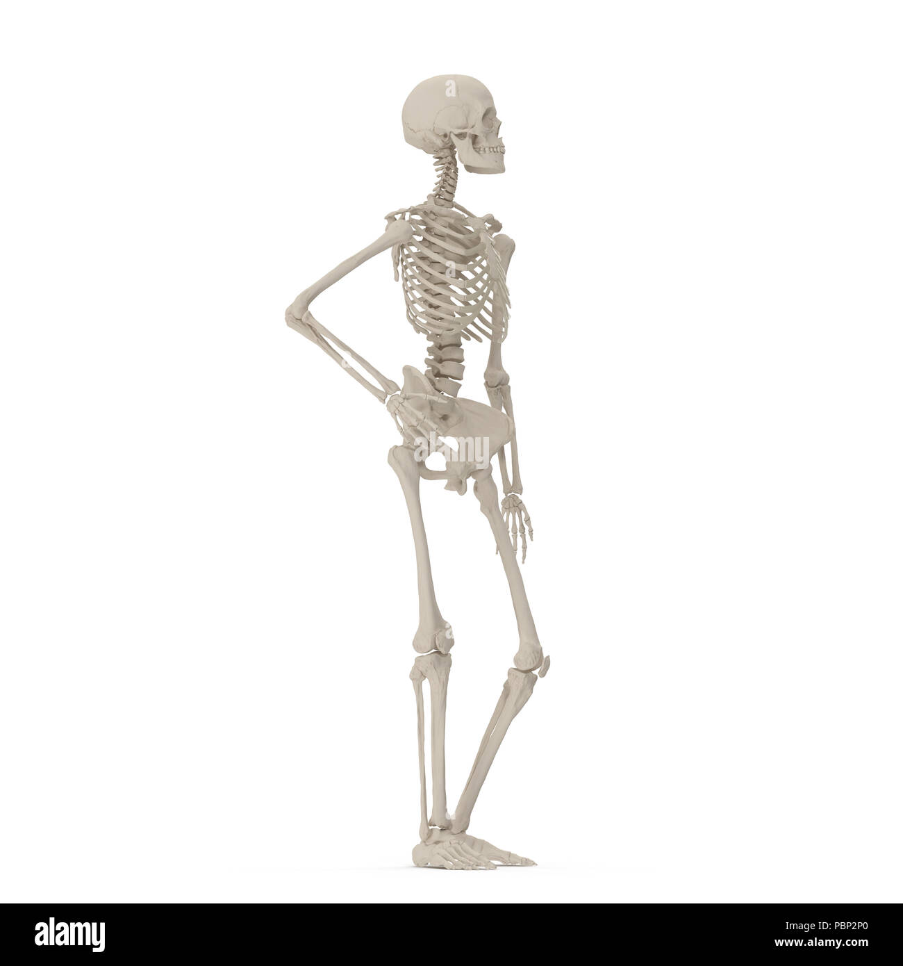 Femmina umana scheletro pongono permanente su bianco. 3D illustrazione Foto  stock - Alamy