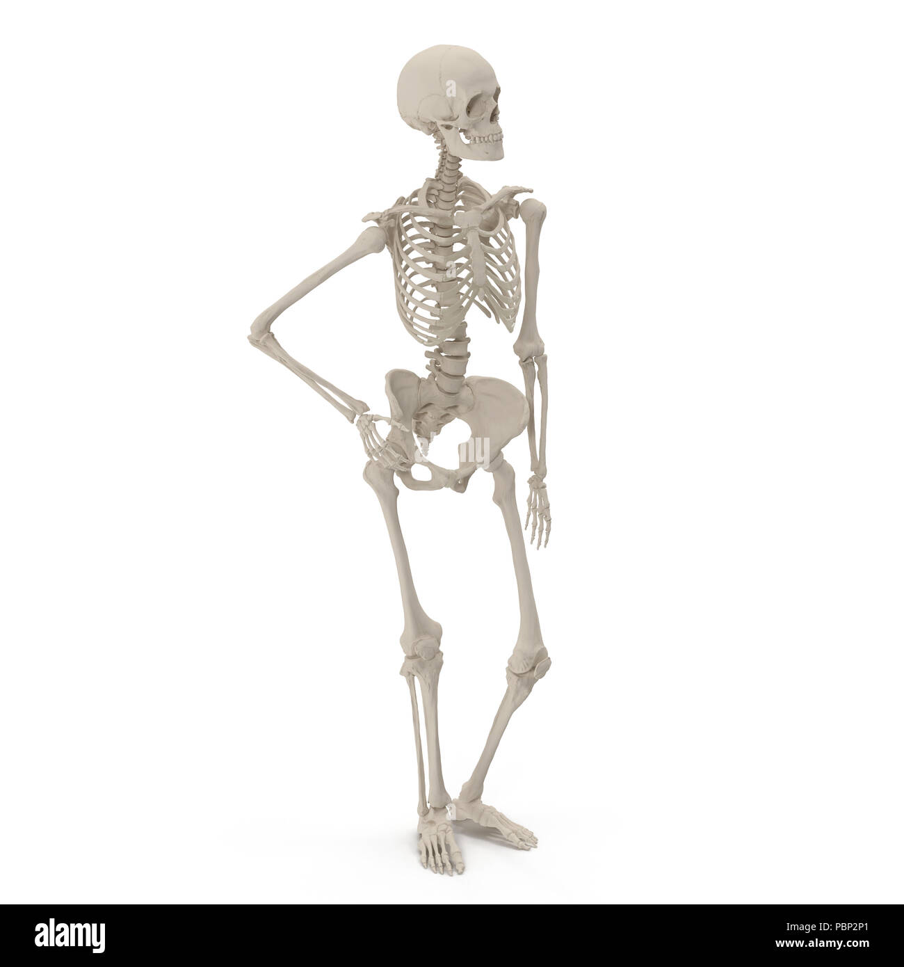 Femmina umana scheletro pongono permanente su bianco. 3D illustrazione Foto  stock - Alamy