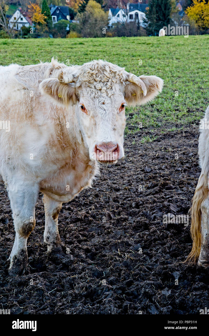 Vacche all'aperto, sgranocchiando fieno: Kuehe auf der Weide, Heu fressend Foto Stock