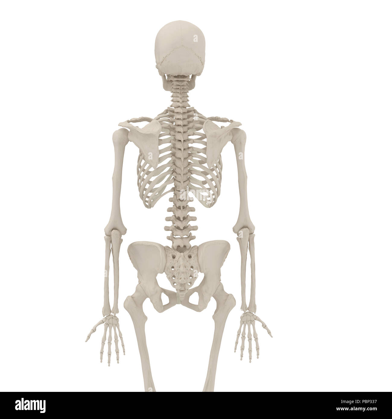 Femmina umana scheletro sul bianco. 3D illustrazione Foto stock - Alamy