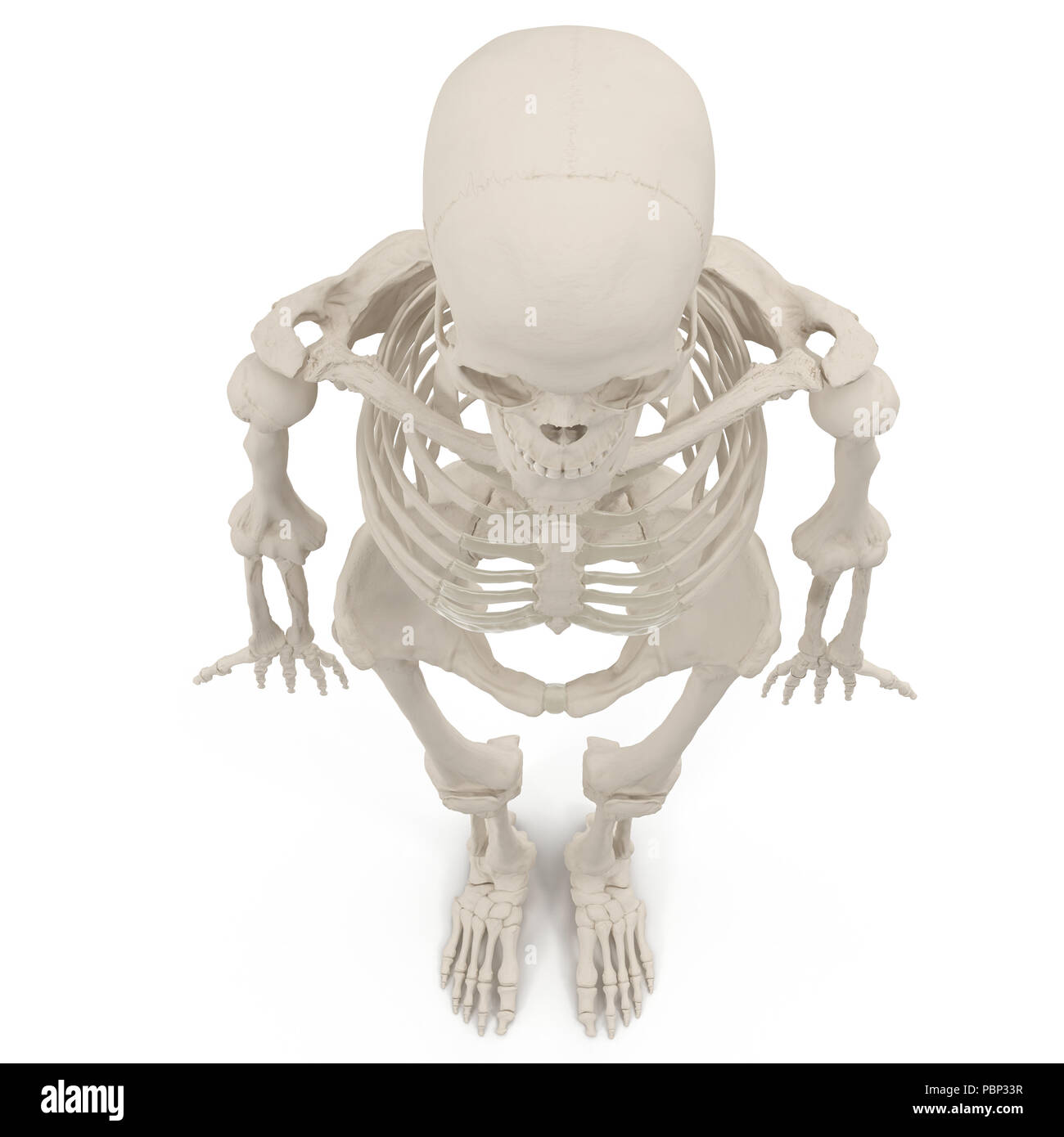 Femmina umana scheletro sul bianco. 3D illustrazione Foto stock