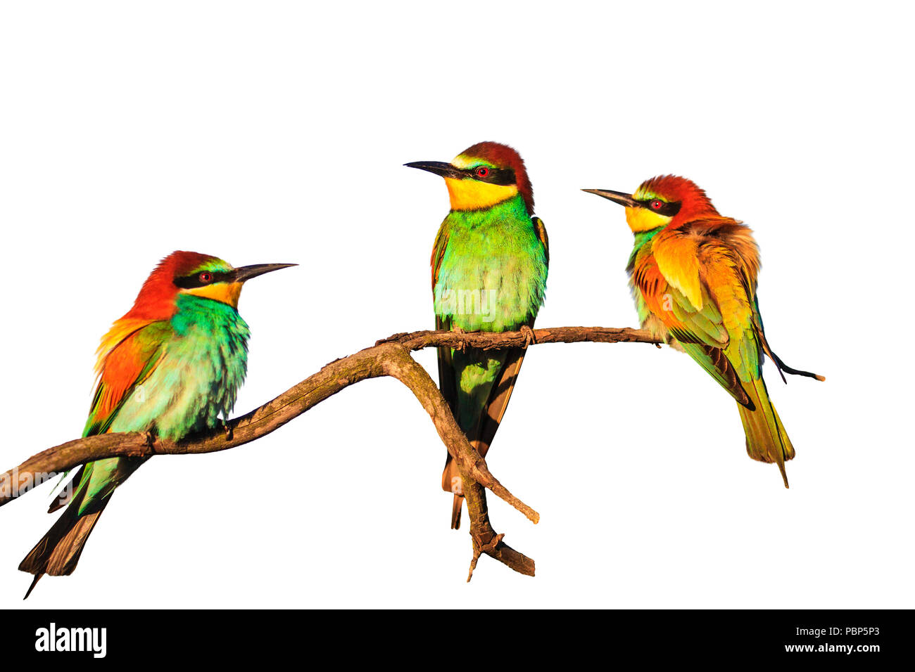 Uccelli esotici seduto su un ramo isolato su uno sfondo bianco Foto Stock