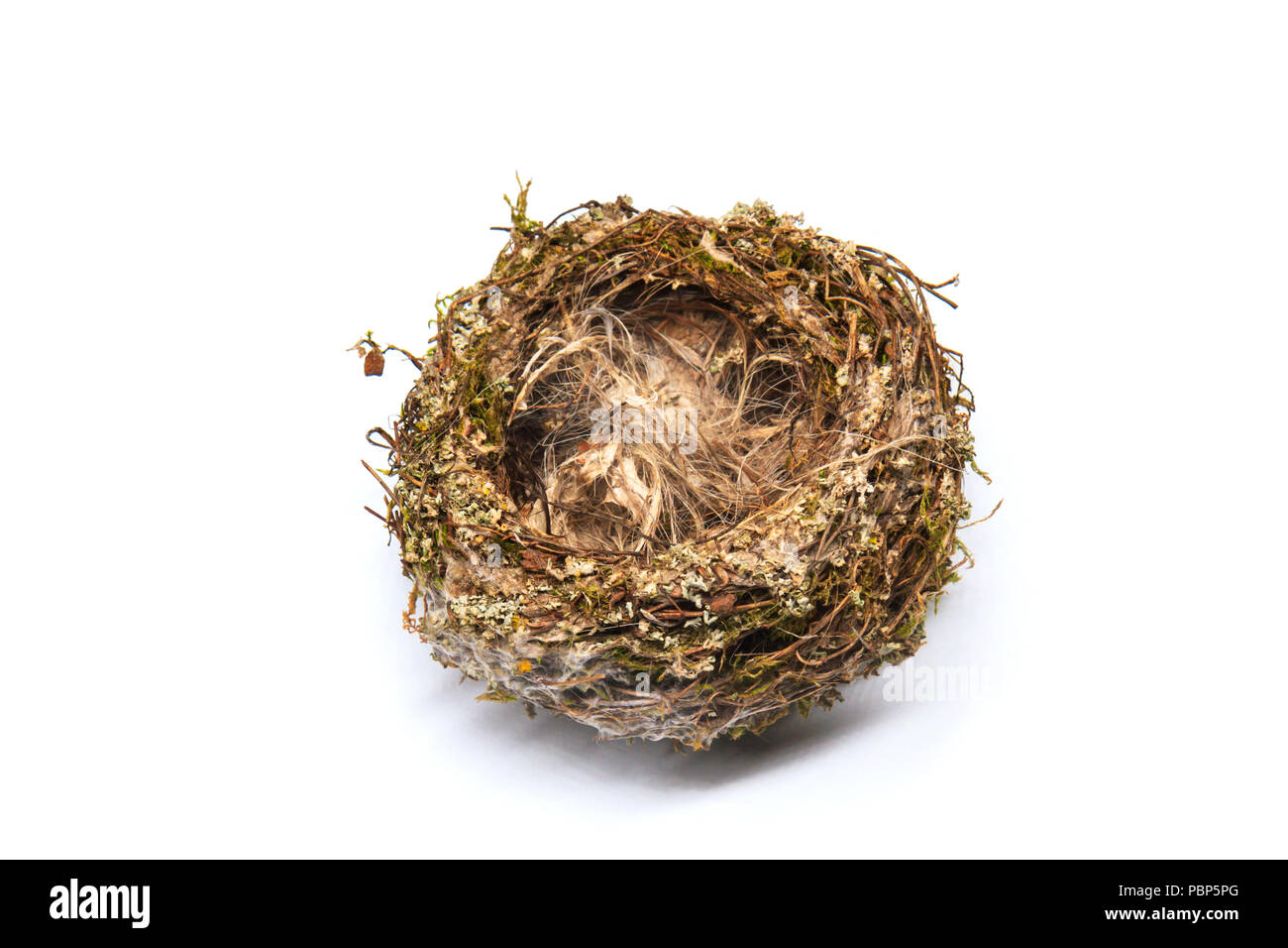 Finch nest isolati su sfondo bianco Foto Stock