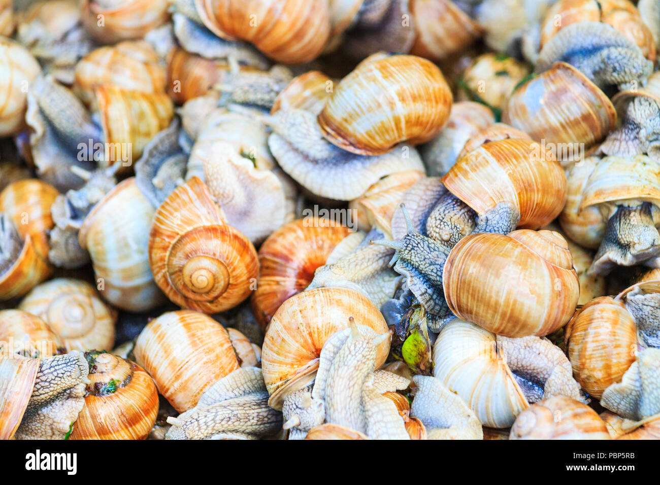 Helix pomatia texture di lumache Foto Stock