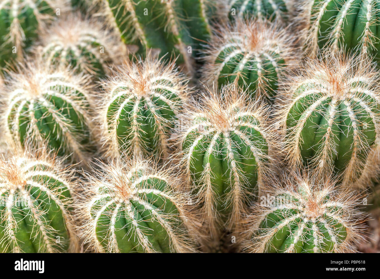 Gruppo di verde cactus soffici, primo piano. Le piante del deserto Golden Barrel Cactus, Echinocactus Grusonii Plan Foto Stock
