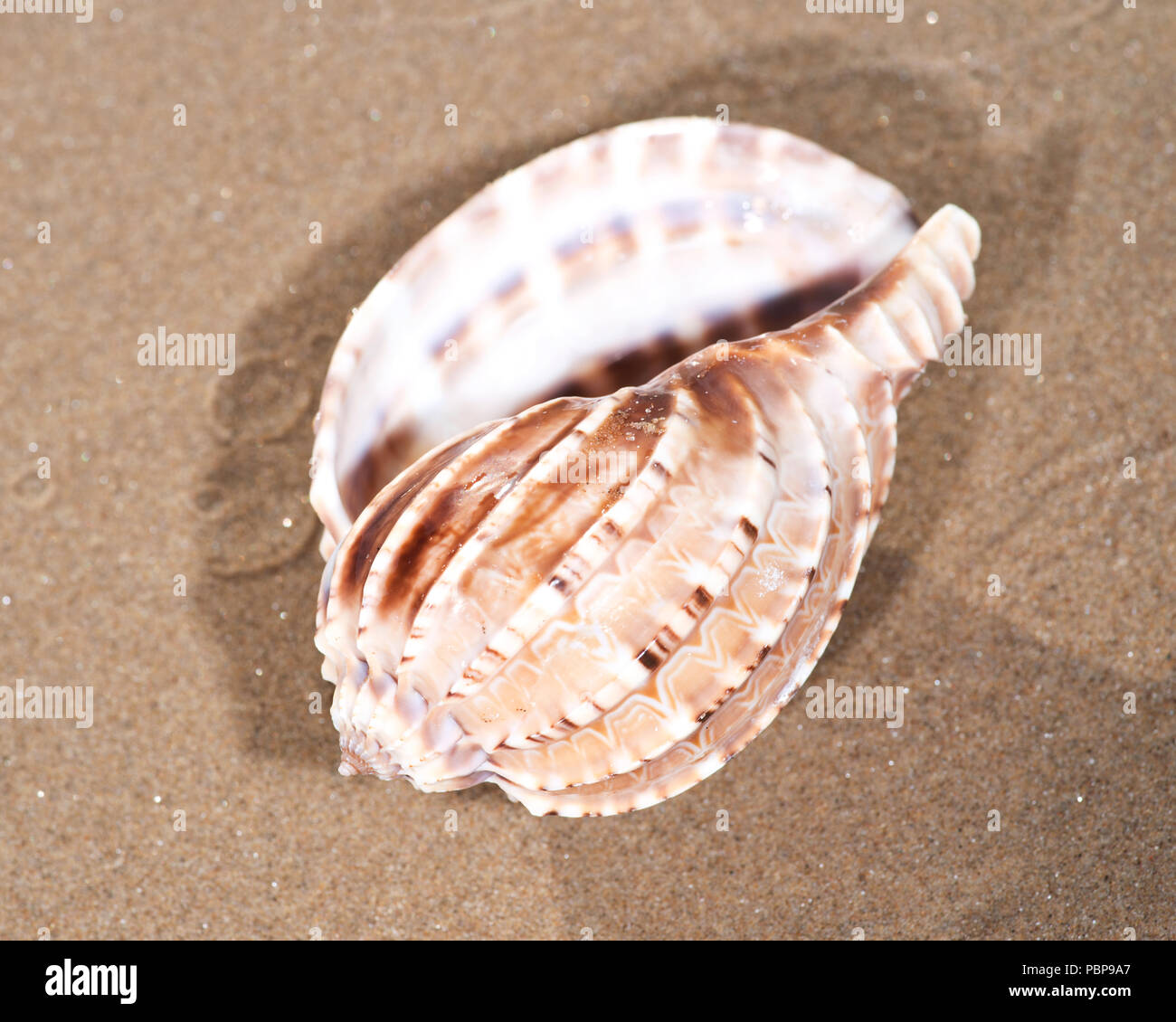 Il mollusco (o mollusco) guscio è tipicamente un esoscheletro calcareo che racchiude e supporta e protegge le parti molli di un animale per il phylum Foto Stock