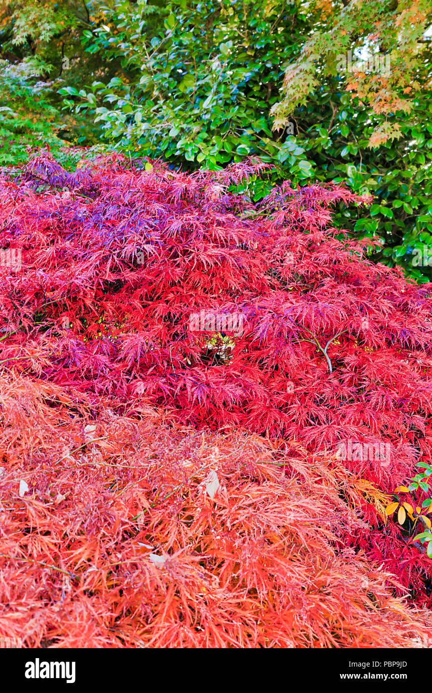 Luminose vivido schema di colori autunnali di foglie in giardino botanico intorno a tinte rosse contro evergreen branche tradizionali nelle Blue Mountains National Foto Stock