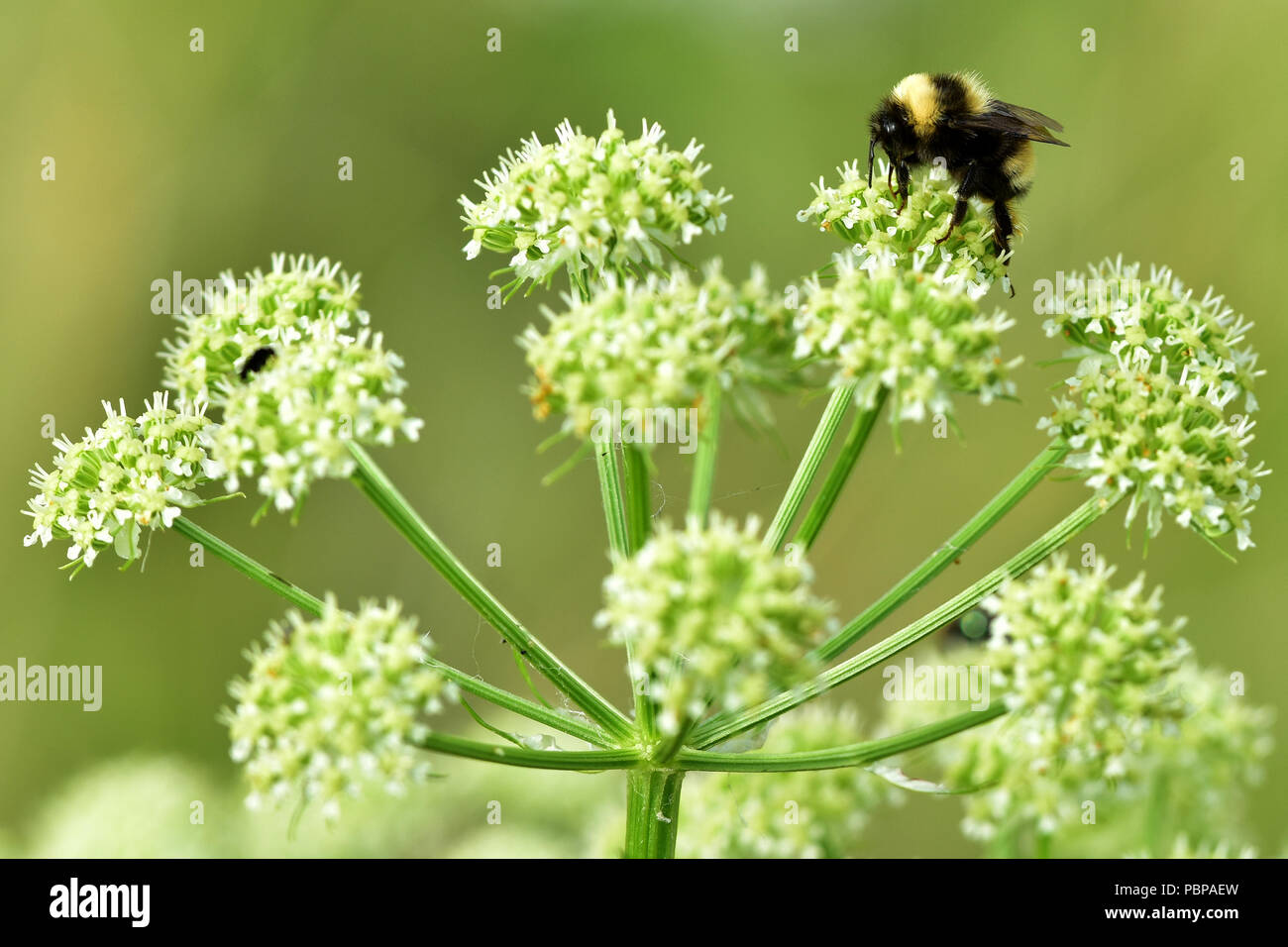 Yarrow (Achillea millefolium) è una importante fonte di cibo per Alaska's Bees e coleotteri e viene utilizzata in molti sistemi nativi della medicina. Foto Stock