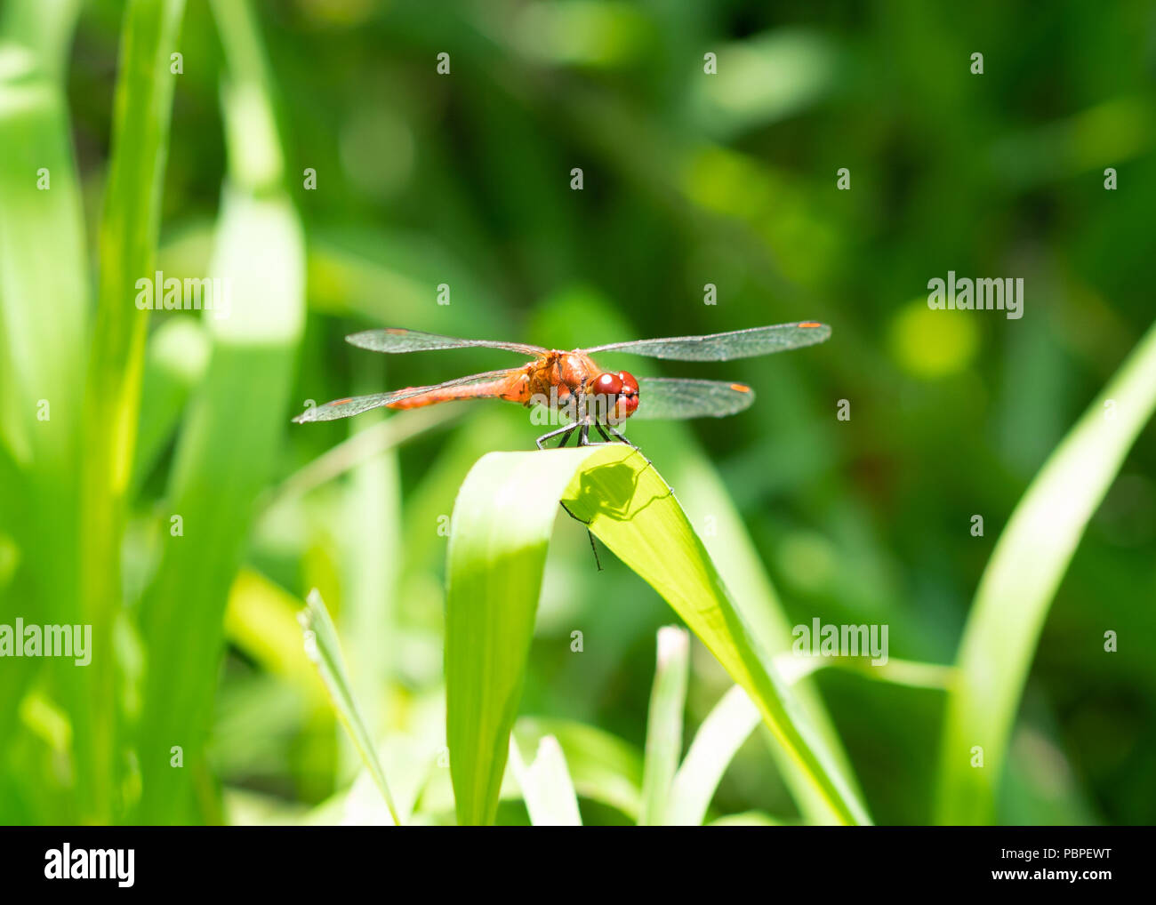 Rosso e arancione dragonfly sulla foglia verde e lo sfondo Foto Stock