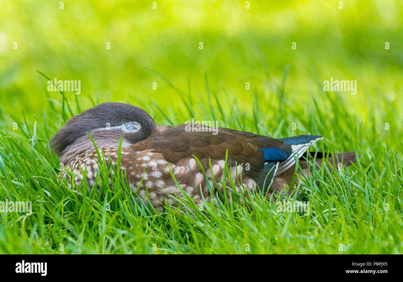 Hen (femmina) Anatra di mandarino (Aix galericulata) posa su erba con gli occhi chiusi a inizio estate nel West Sussex, in Inghilterra, Regno Unito. Foto Stock