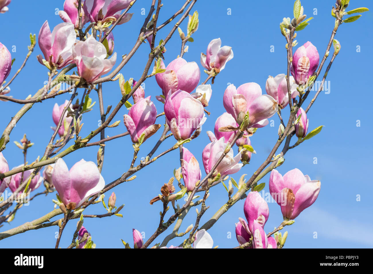 Albero di Magnolia con rosa e petali di colore bianco, inizio a fiore in  primavera nel Regno Unito Foto stock - Alamy