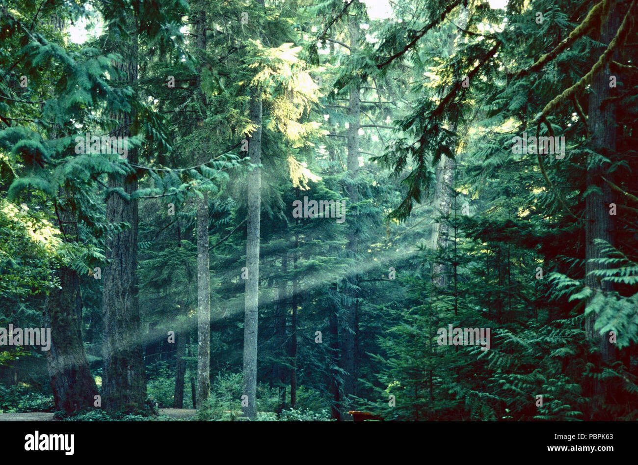 Raggi del sole,Strathcona Provincial Park,l'isola di Vancouver, British Columbia Foto Stock