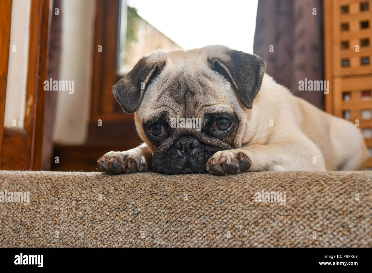 Pug appoggiato la testa su un tappeto cercando triste Foto Stock