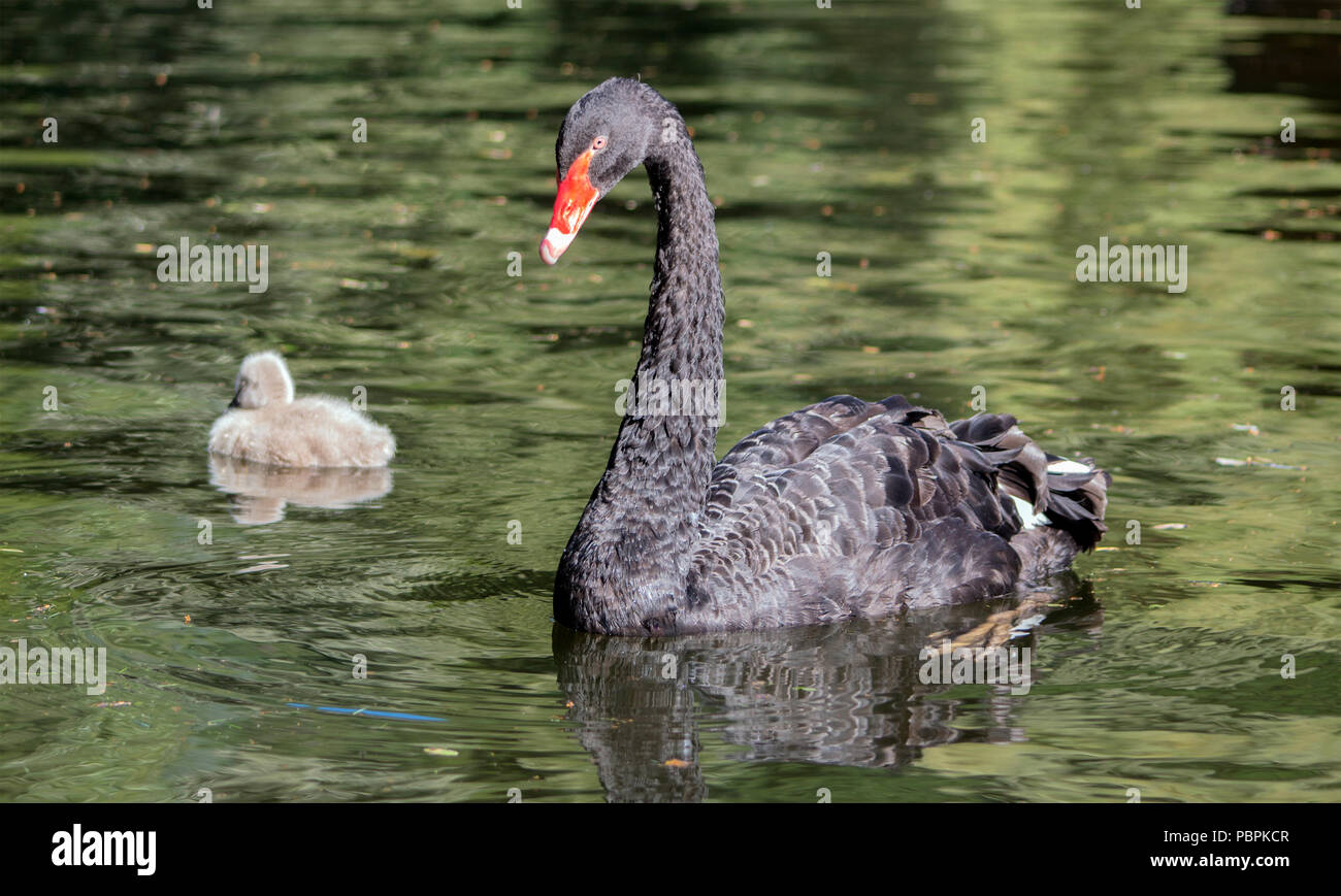 Un cigno nero con il suo piccolo nello stagno. Foto Stock