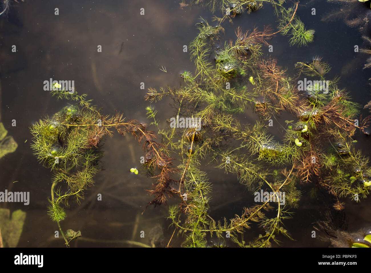 Common bladderwort - Utricularia vulgaris galleggiante in acqua Foto Stock