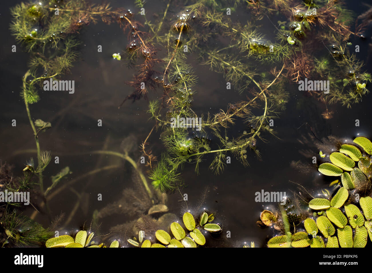 Common bladderwort - Utricularia vulgaris galleggiante in acqua Foto Stock