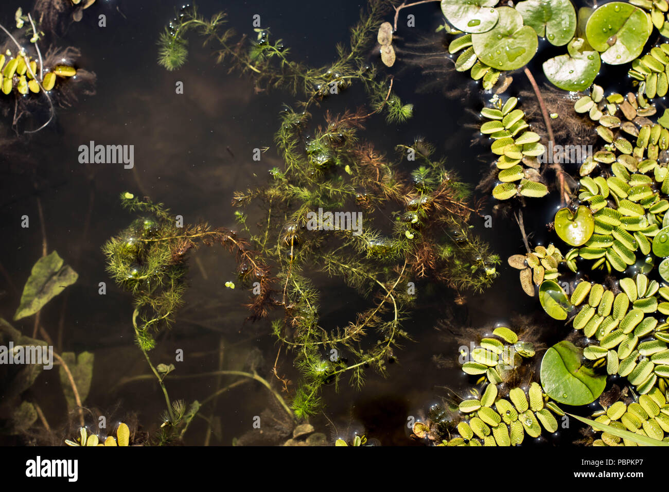 Common bladderwort - Utricularia vulgaris galleggiante in acqua Foto Stock