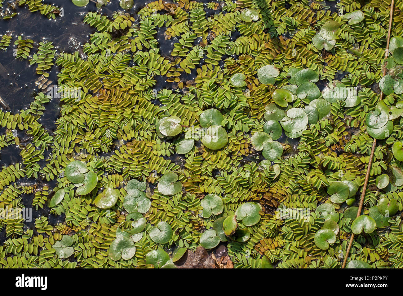 Floating foglie di felce acquatica - Salvinia natans e foglie di frogbit Hydrocharis morsus-ranae Foto Stock