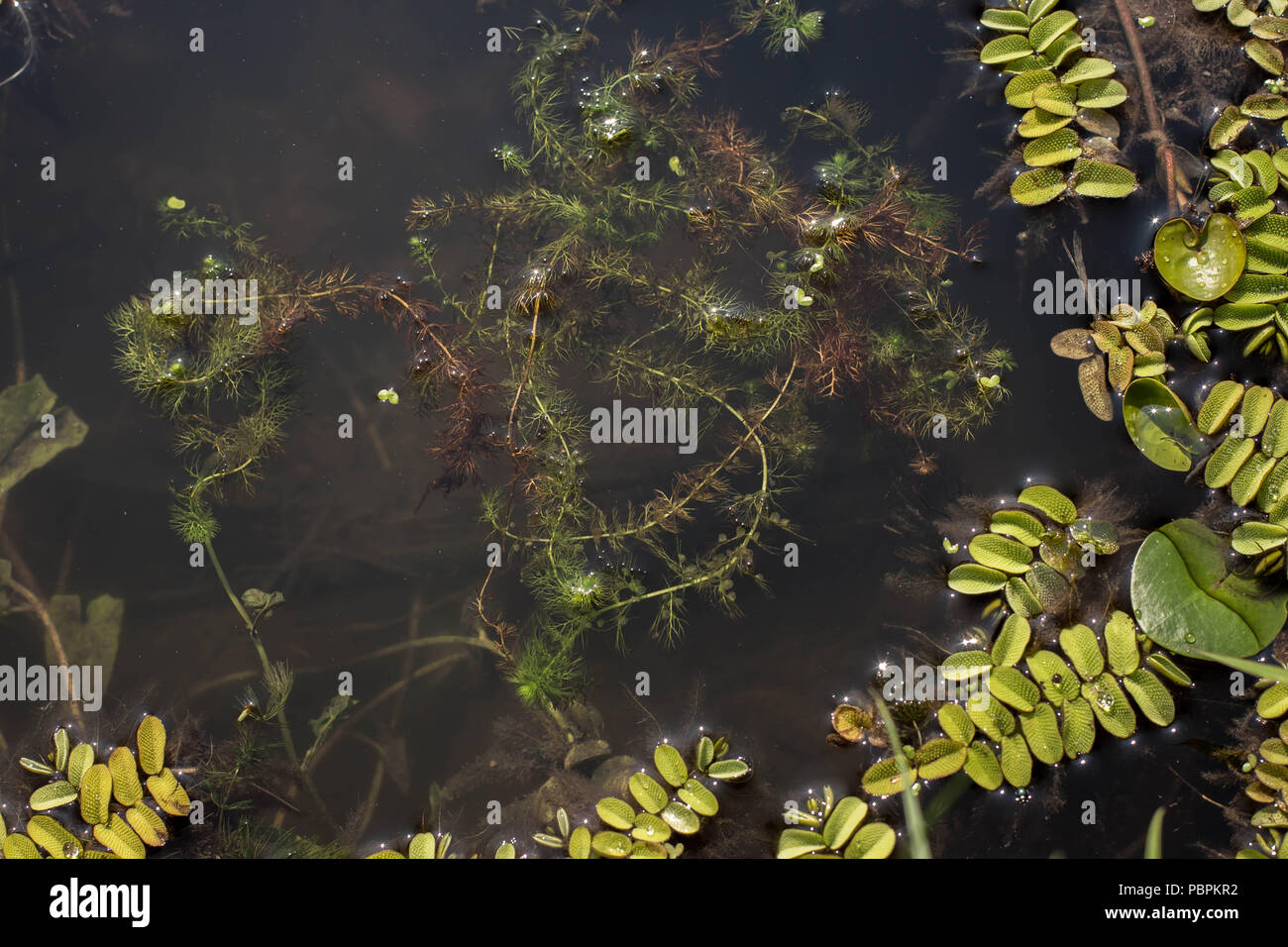 Common bladderwort - Utricularia vulgaris galleggiante in acqua Foto Stock