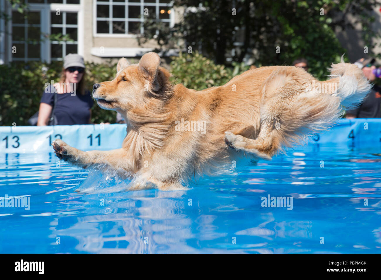 Calgary, Canada. 28 Luglio, 2018. Cane balza in piscina durante un evento di salto. Canine sport acquatici sono parte di pet-a-Palooza, un outdoor festival di pet. Rosanne Tackaberry/Alamy Live News Foto Stock