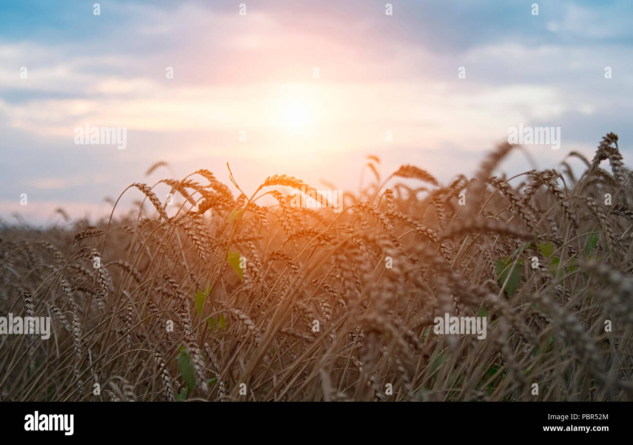 Golden harvest sotto blu cielo nuvoloso sul tramonto Foto Stock