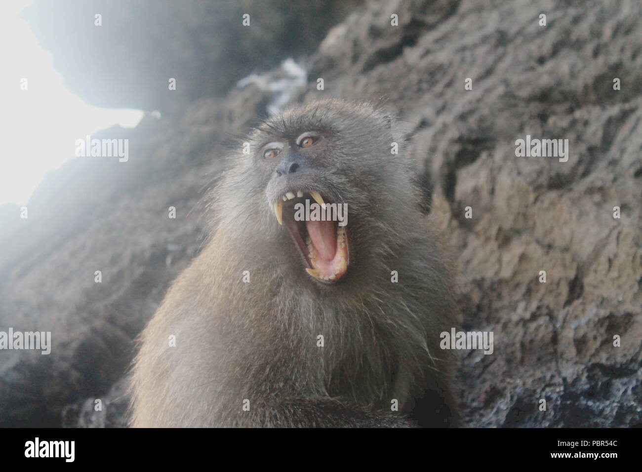 Macaco foto de stock. Imagem de frente, dentes, comer - 53759574