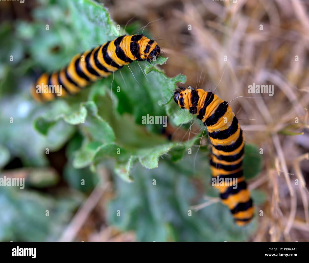 Il cinabro moth caterpillar Tyria jacobaeae Foto Stock