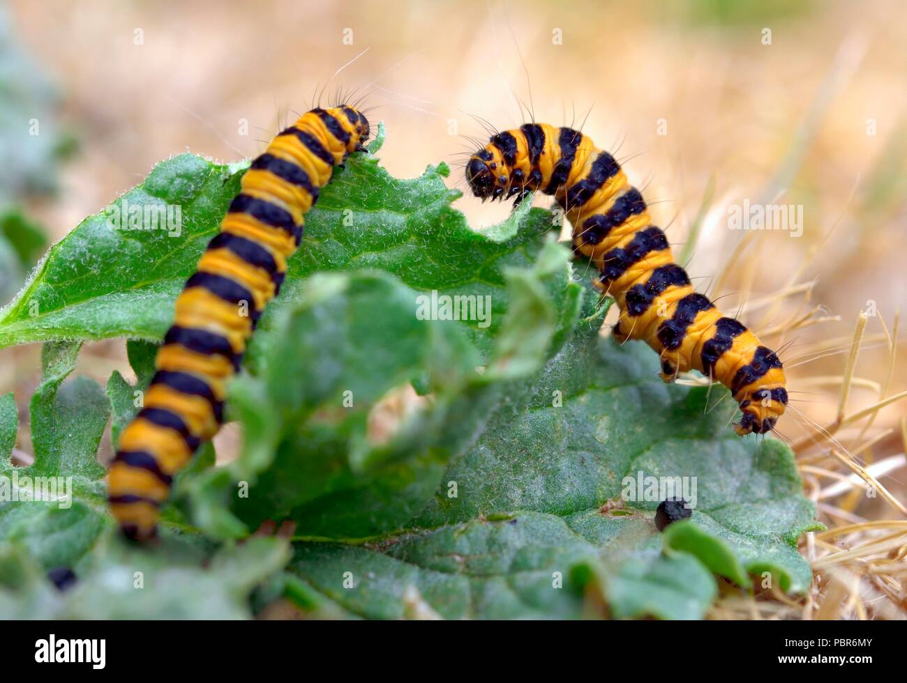 Il cinabro moth caterpillar Tyria jacobaeae Foto Stock