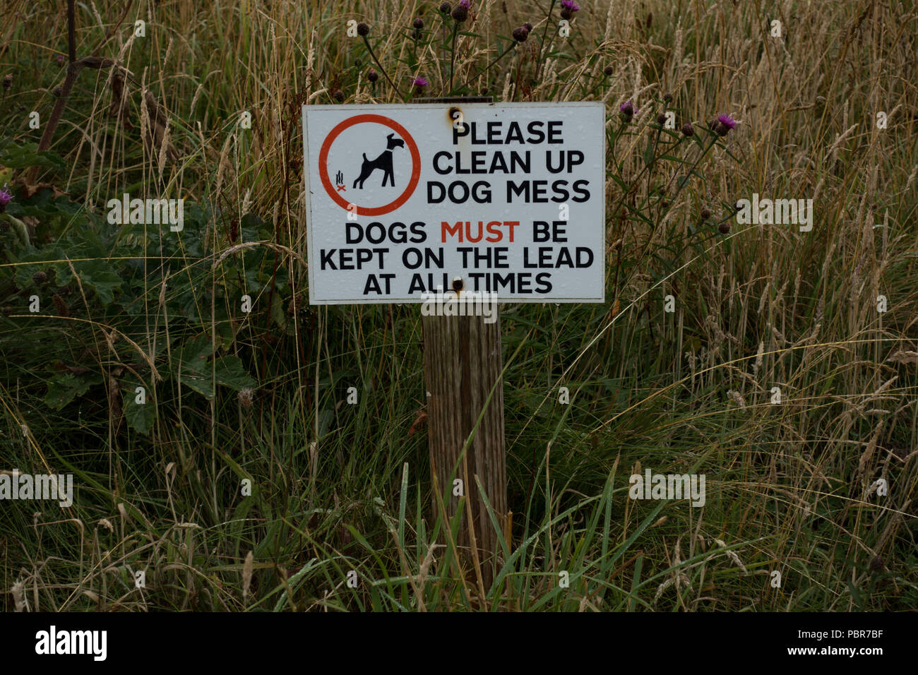 Pulire fino cane pasticcio firmare da un sentiero. Scozia Foto Stock