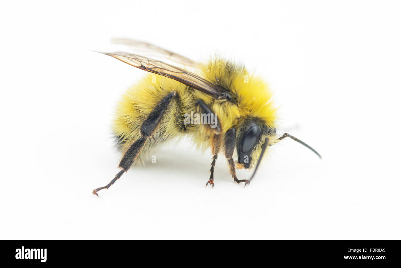 Giallo testa di Bumblebee (Bombus flavifrons) ritratto Macro, selvagge, Penisola Olimpica maschile Foto Stock