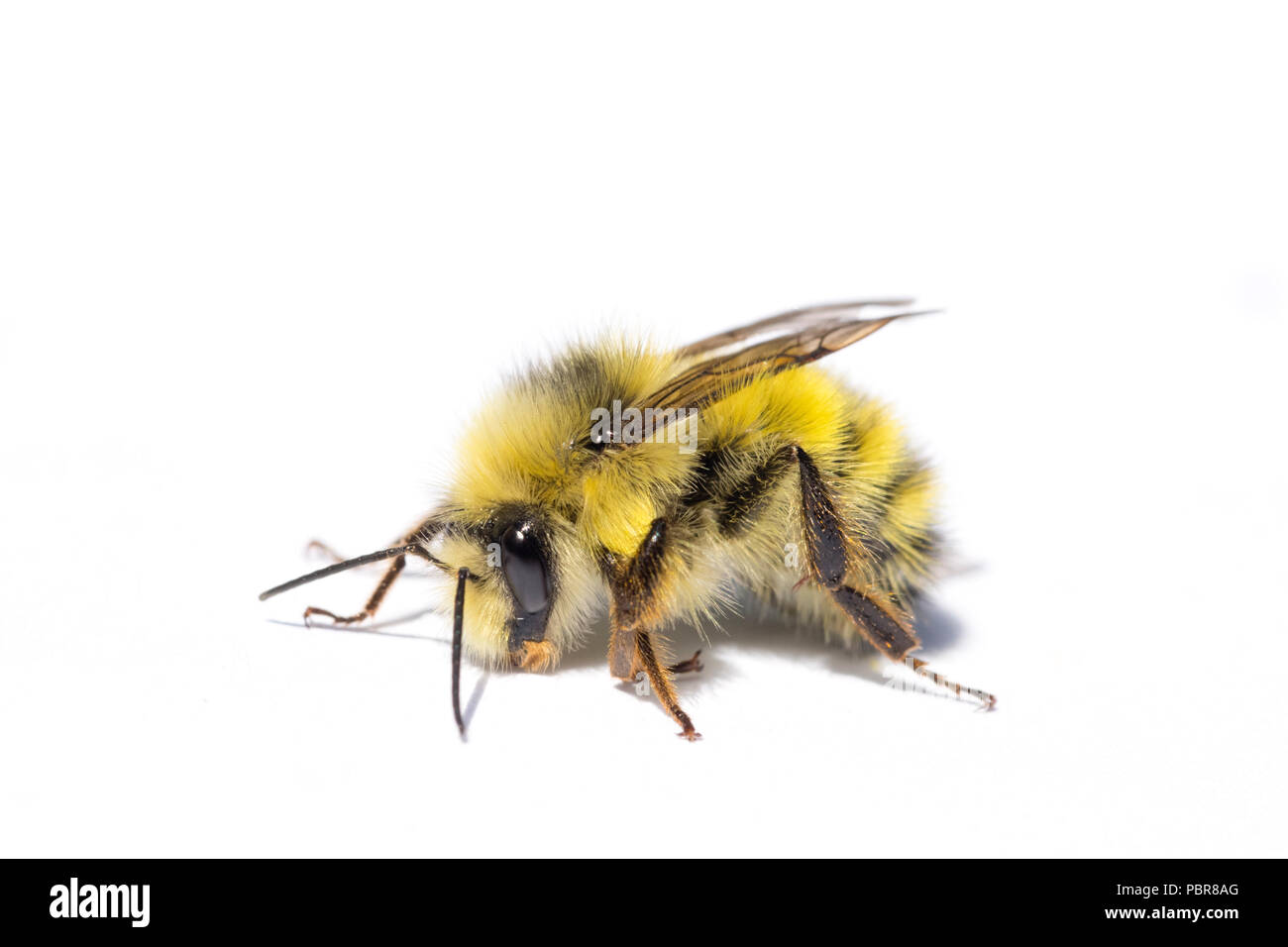 Giallo testa di Bumblebee (Bombus flavifrons) ritratto Macro, selvagge, Penisola Olimpica maschile Foto Stock