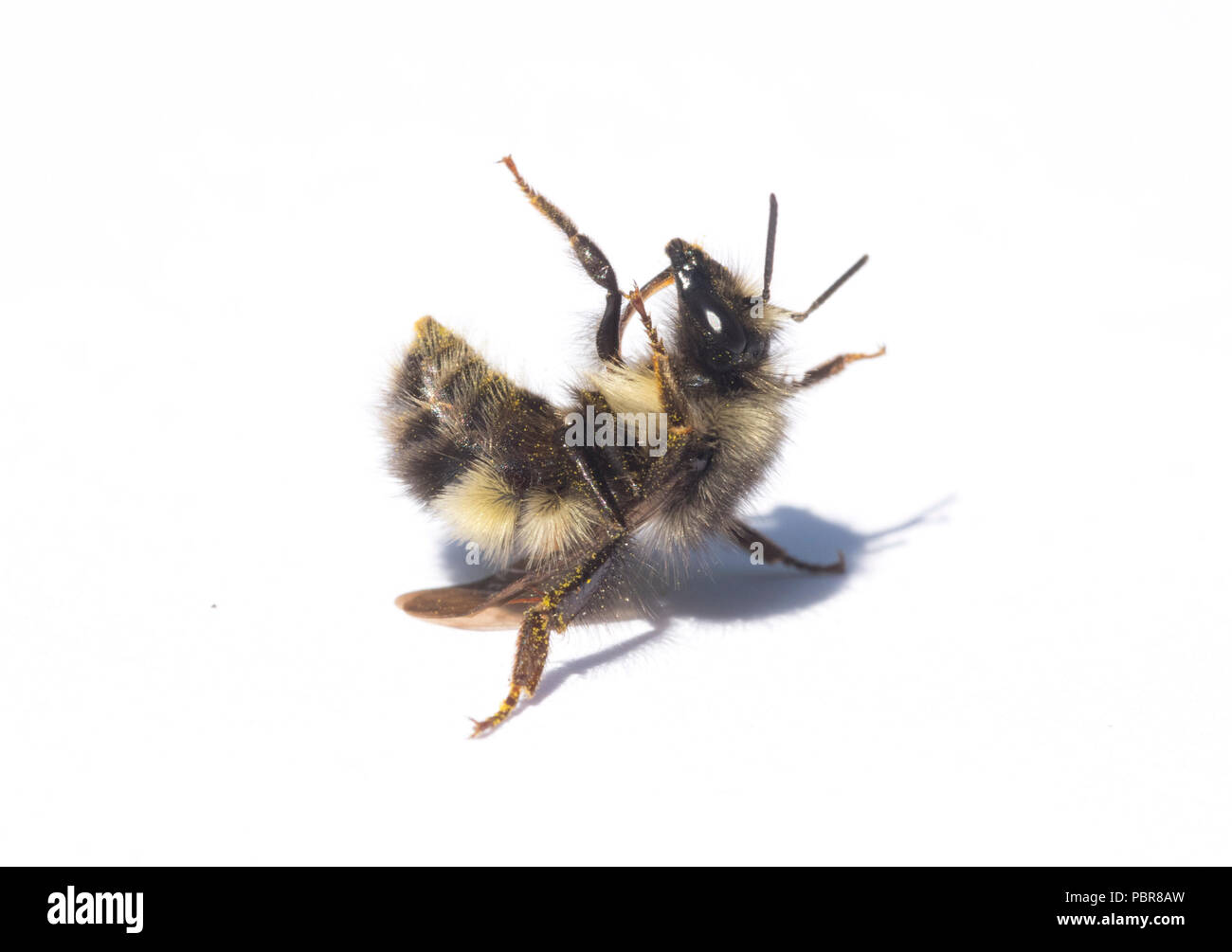 Bumblebee ribaltato sulla sua schiena, Macro ritratto, wild Foto Stock