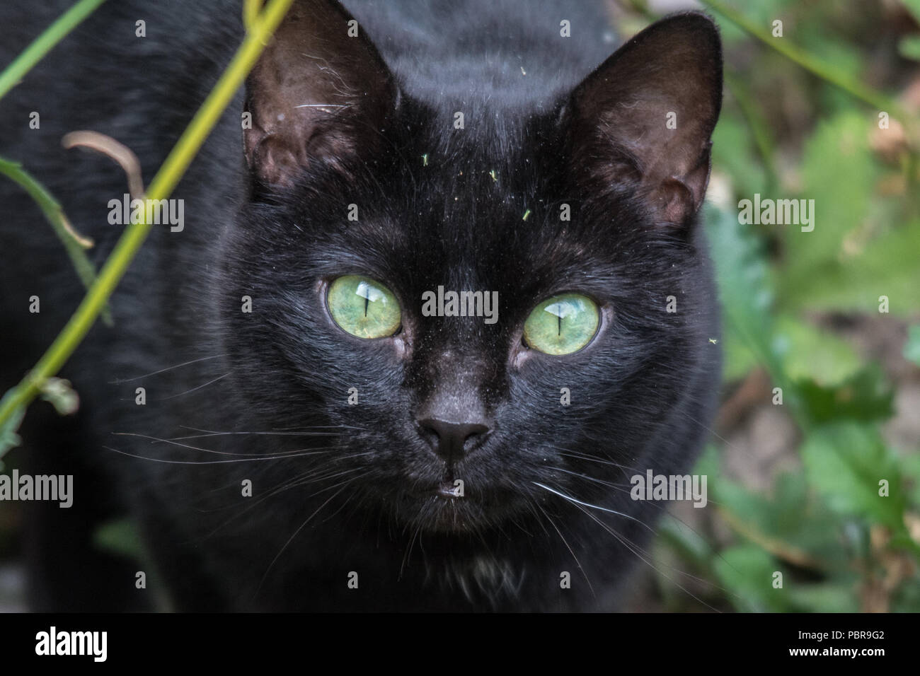 Faccia di un gatto nero con gli occhi verdi in un giardino DEL REGNO UNITO Foto Stock