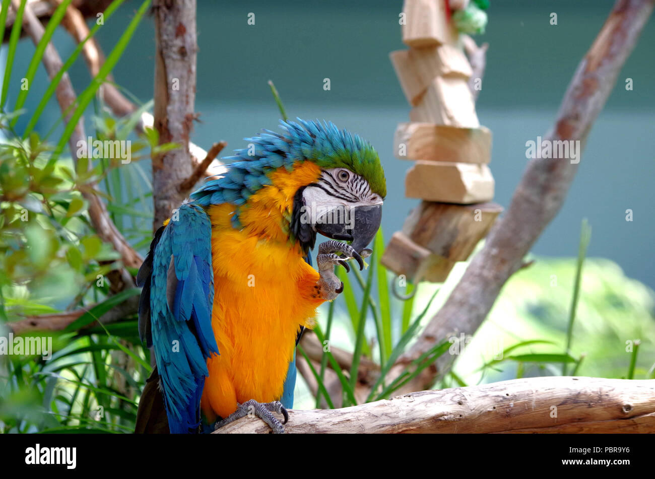 Un blu e giallo Macaw al Texas State Aquarium nel Corpus Christi, Texas USA. In primo piano nell'H-E-B Mare dei Caraibi presentano. Foto Stock