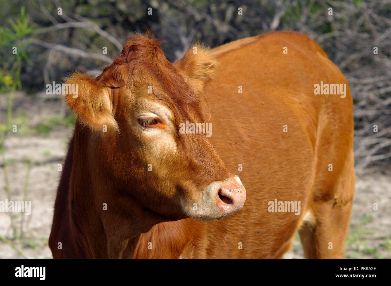 Questa mucca è stata pascolati in una trama non sviluppata circondato da proliferazione urbana. In prossimità di Wal-Mart sulla proprietà adiacente. Il Corpus Christi, Texas USA. Foto Stock