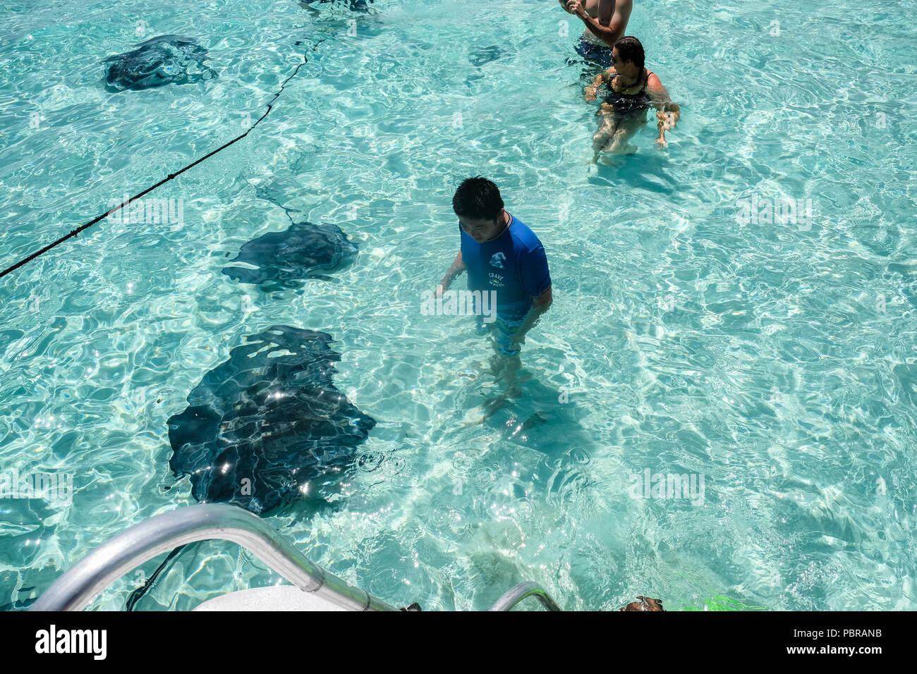 Un ragazzo asiatico guardando un gigante di Sting Ray in acque poco profonde Stingray City off Grand Cayman Island Foto Stock