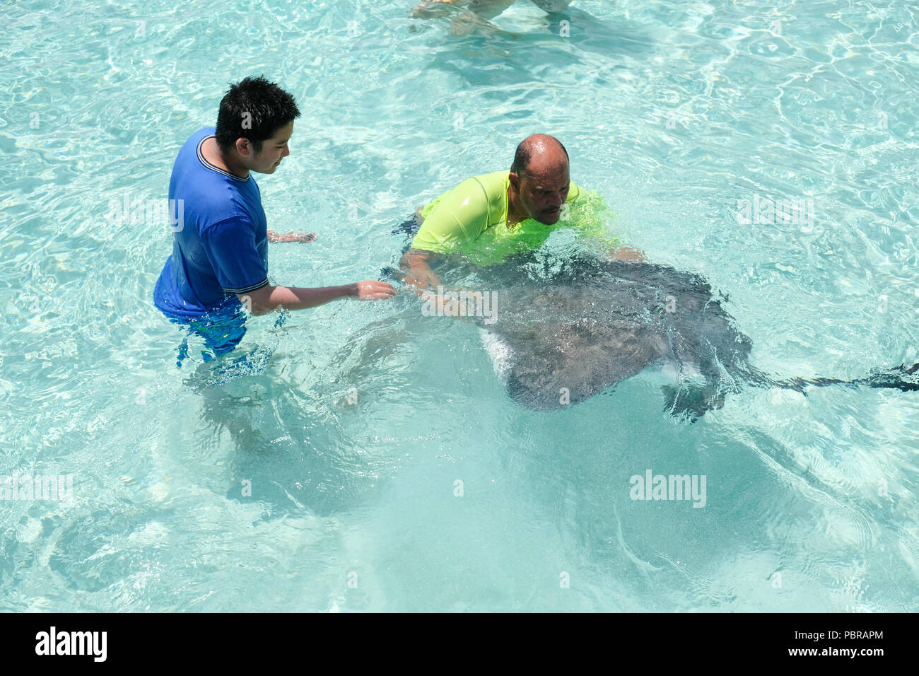 Un ragazzo asiatico guardando un gigante di Sting Ray in acque poco profonde Stingray City off Grand Cayman Island Foto Stock