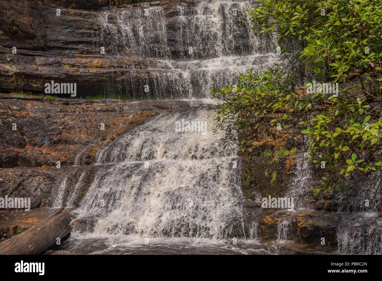 Un multi-tiered cascata precipita giù una montagna dopo una pioggia pesante in un Tasmanian foresta di pioggia. Foto Stock