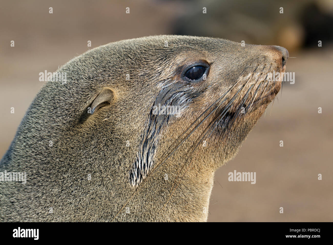 Ritratto di un capo pelliccia sigillo (Arctocephalus pusillus) a Cape Cross colonia di foche, Namibia. Foto Stock