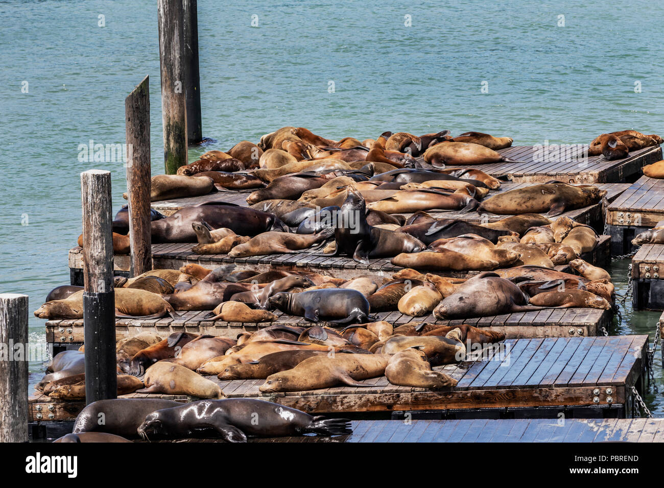 Leoni di Mare, Pier 39, San Francisco, California, Stati Uniti d'America, Venerdì 01 Giugno, 2018. Foto Stock