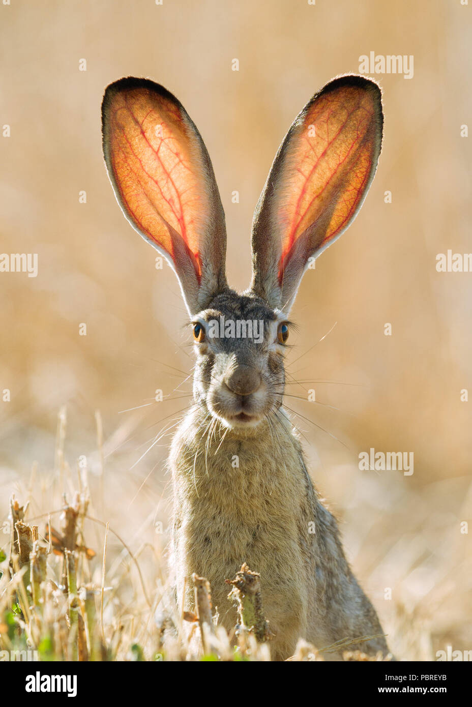 Jackrabbit dalla coda nera (Lepus californicus), contea di Yolo, California Foto Stock