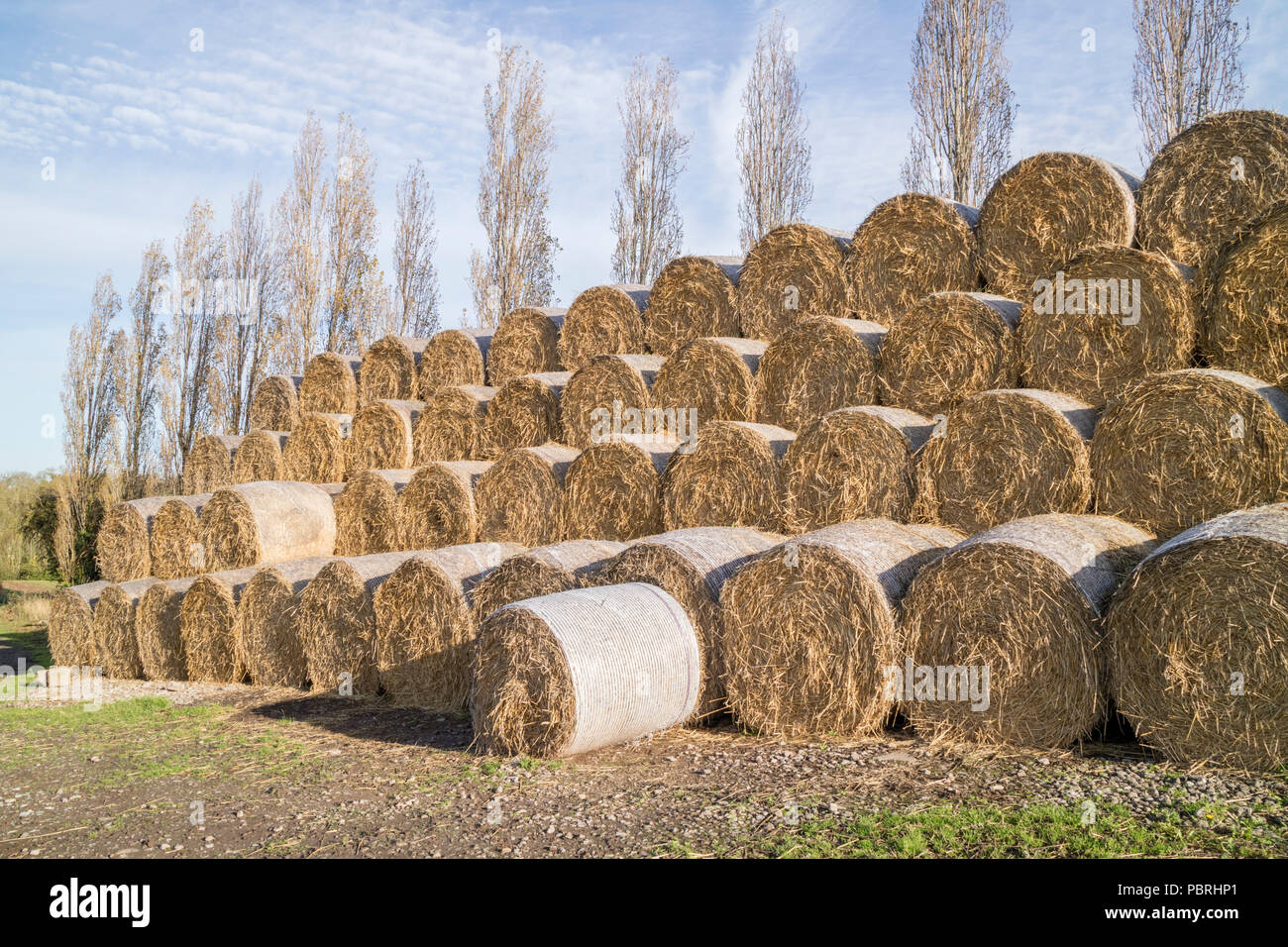 Silaggio stoccato per l'inverno di alimenti per il bestiame, England, Regno Unito Foto Stock