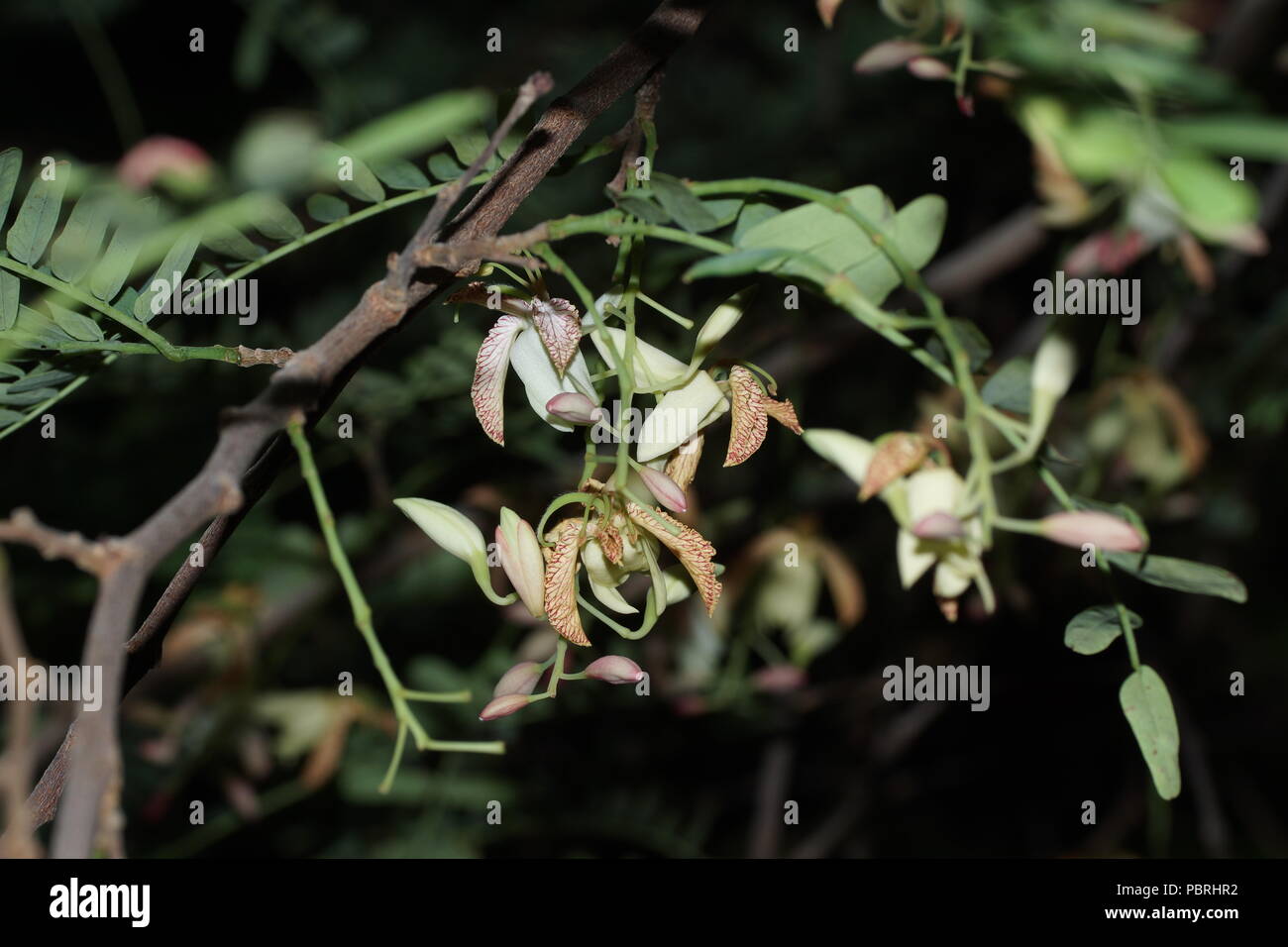 Tamarindus indica Foto Stock