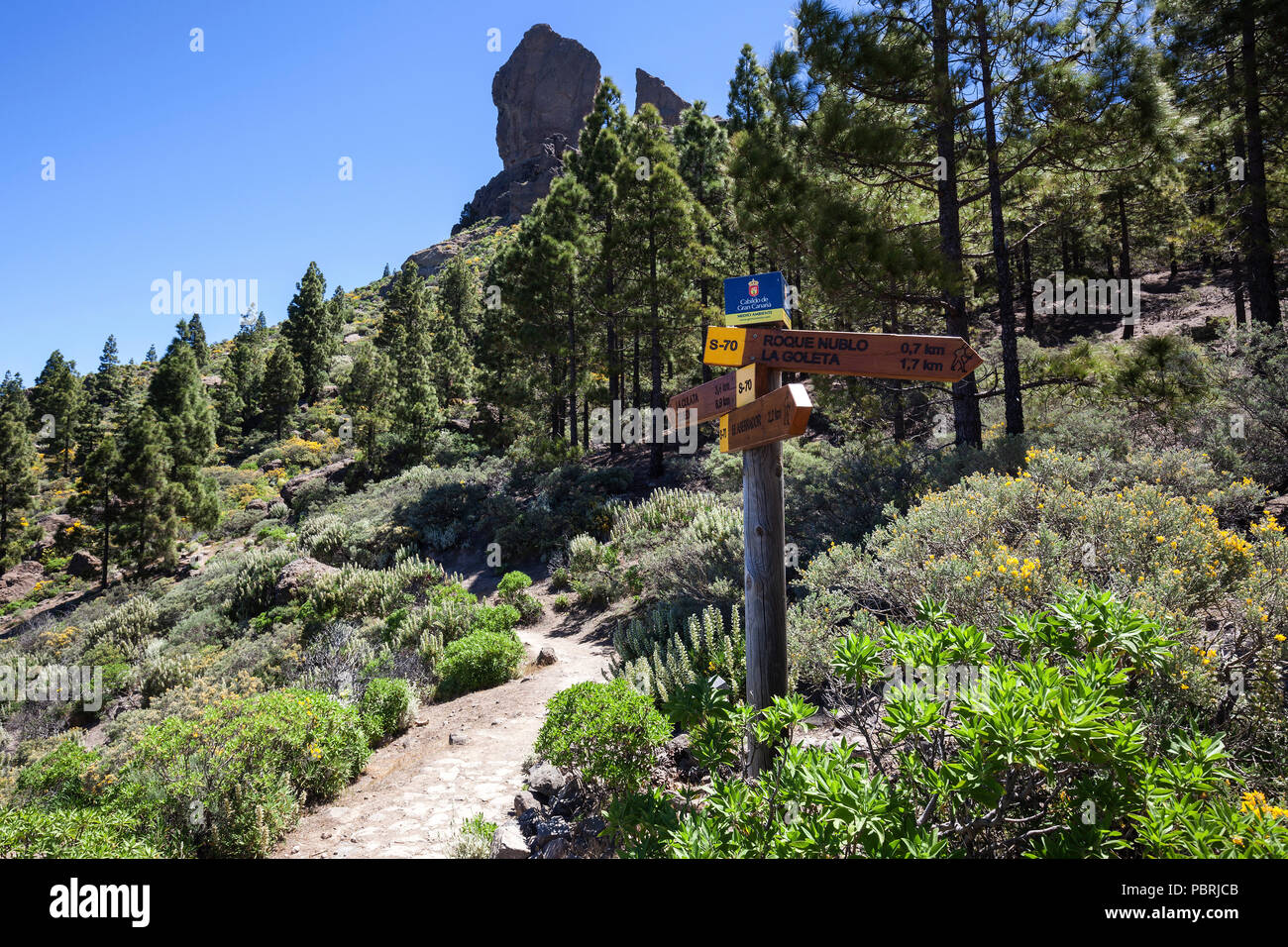 Guida da trekking sul sentiero intorno al Roque Nublo, dietro Roque Nublo e Isola Canarie pini (Pinus canariensis), Gran Canaria Foto Stock