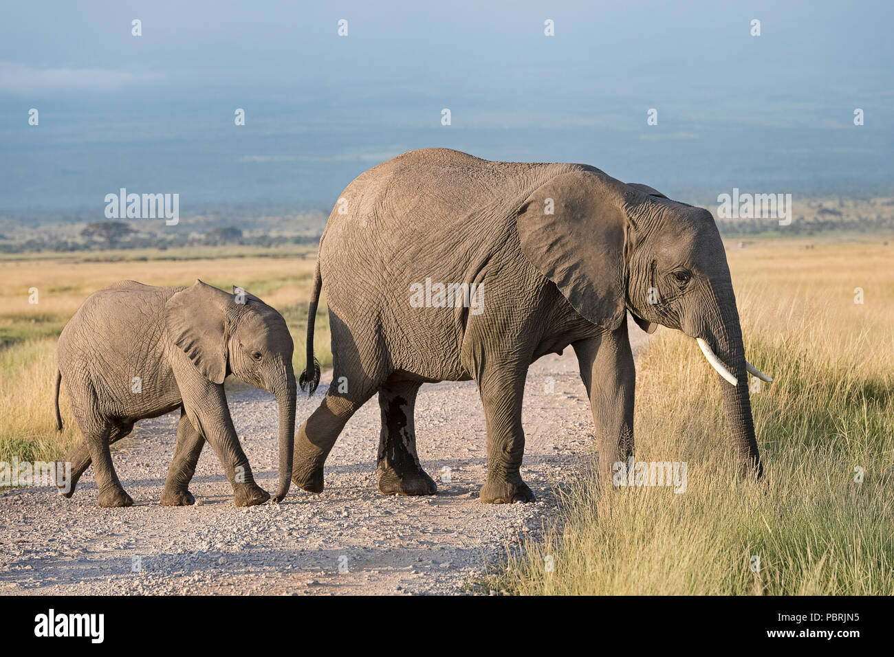 L'elefante africano (Loxodonta africana), mucca con vitello, Amboseli National Park, Kenya, Africa orientale, Africa Foto Stock