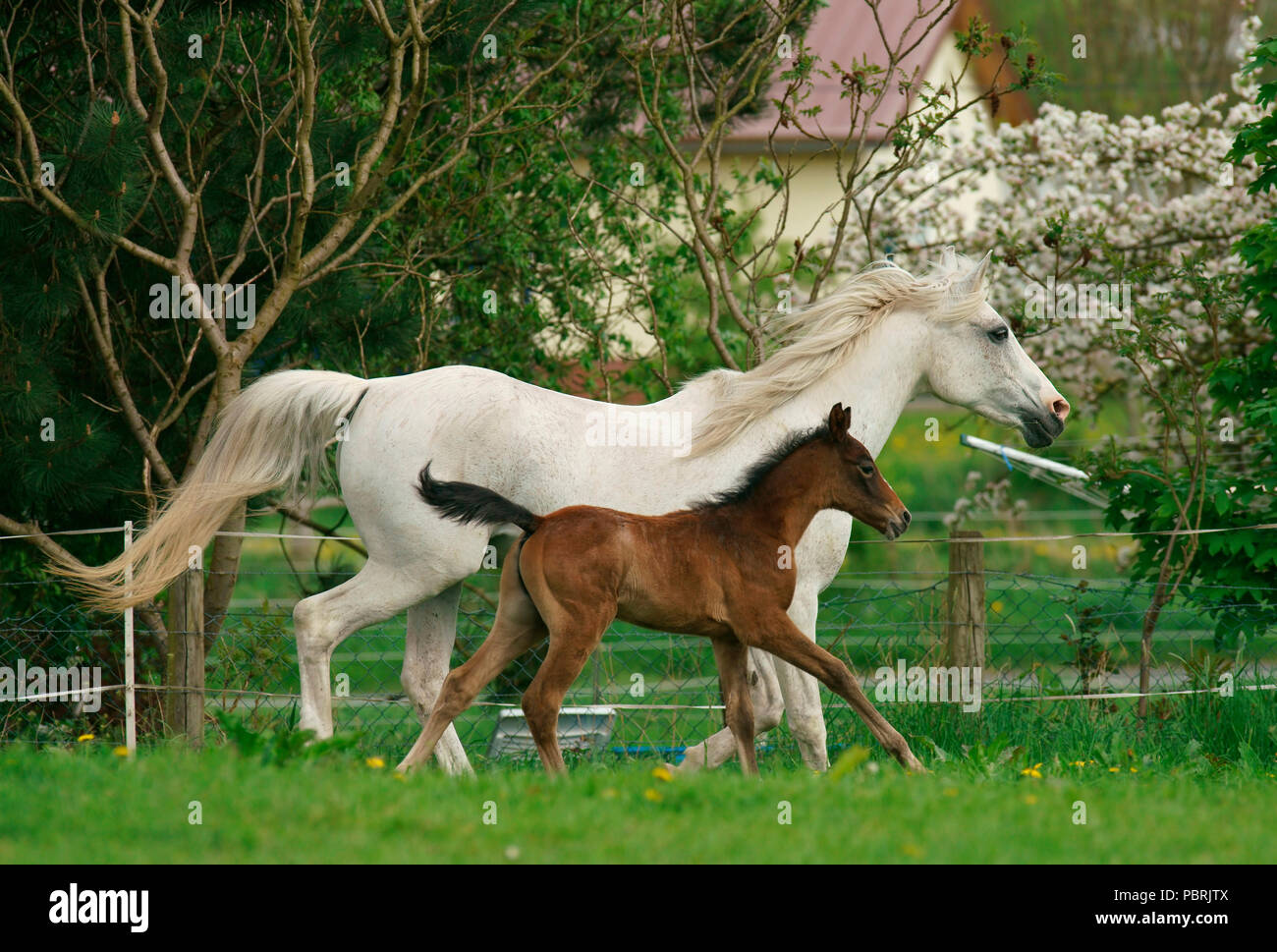 Mare con puledro, Hesse, Germania Foto Stock