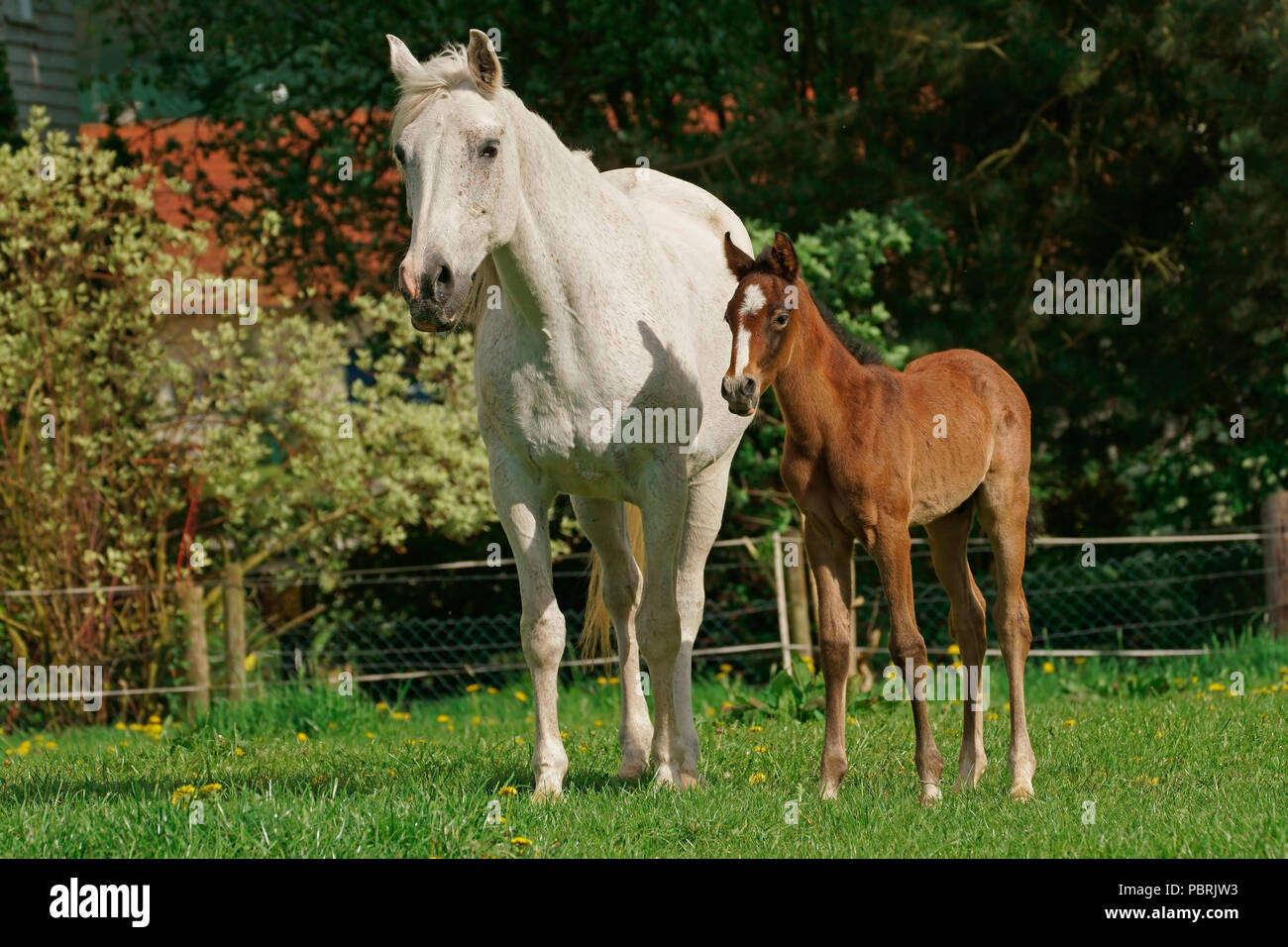 Mare con puledro, Hesse, Germania Foto Stock