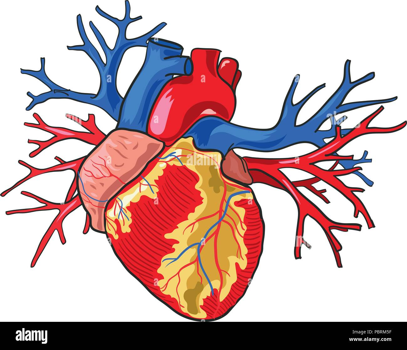Il cuore umano. Illustrazione Vettoriale su sfondo bianco. Illustrazione Vettoriale